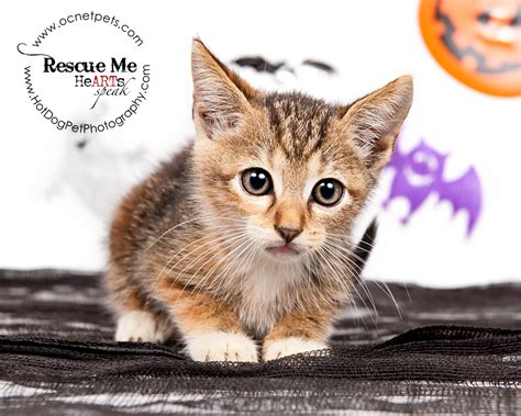 Kittens for adoption orlando florida. Things To Know About Kittens for adoption orlando florida. 